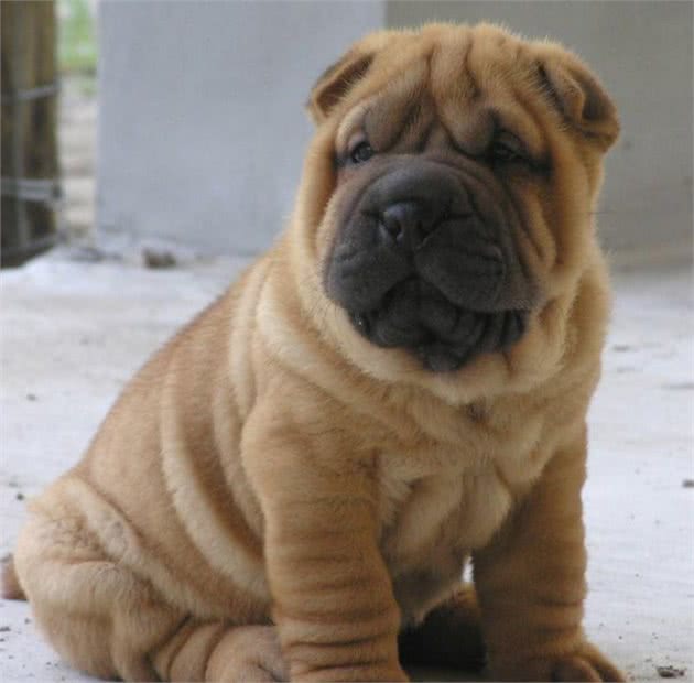 中国沙皮犬是全世界最珍贵的犬种之一，为何很少有人养？