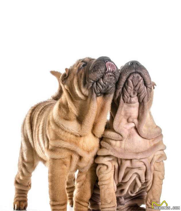 中国沙皮犬是全世界最珍贵的犬种之一，为何很少有人养？