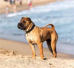 中国沙皮犬是全世界最珍贵的犬种之一，为何很少有人养？