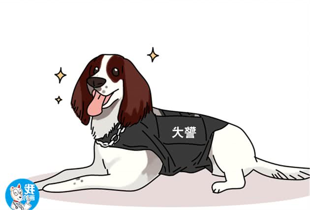 警犬中的一股清流，识脸不识名的史宾格犬，到底有什么优势？