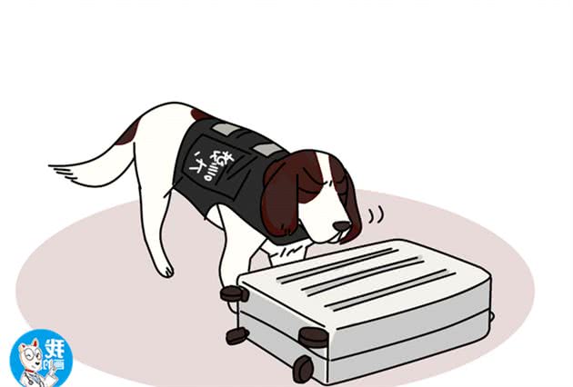 警犬中的一股清流，识脸不识名的史宾格犬，到底有什么优势？