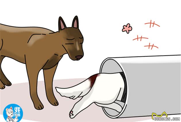 警犬中的一股清流，识脸不识名的史宾格犬，到底有什么优势？