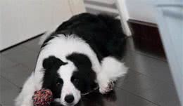 狗狗有寄生虫时，可能会有这几种表现