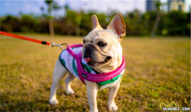 养法斗好还是柯基犬好？你要知道它们的这几点，新手注意了