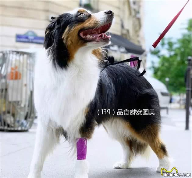 99%的主人都忽略掉的狗狗口腔问题