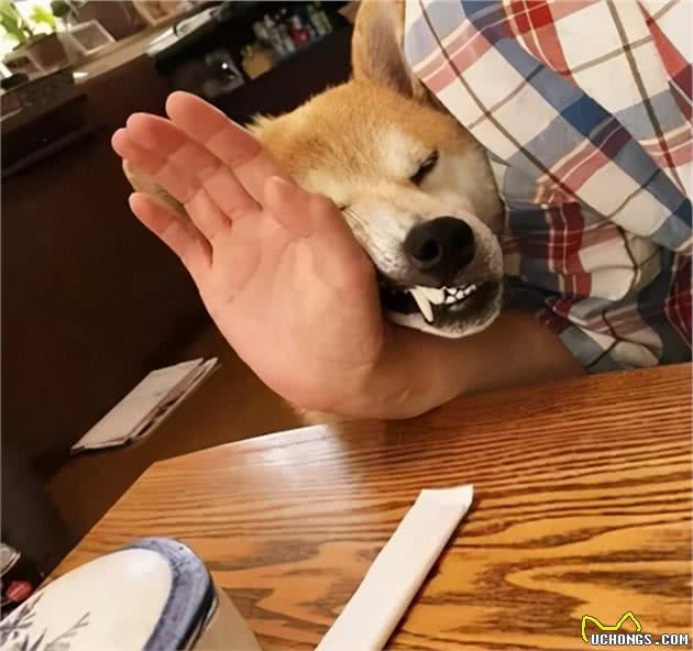 给狗主人说的，保证狗子不抢吃不护食，就会使它有素质和温文尔雅