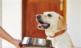 狗狗初次到家作为铲屎官应该怎么照顾它？