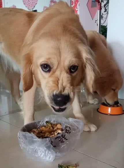 狗狗为什么会护食，以及如何解决？