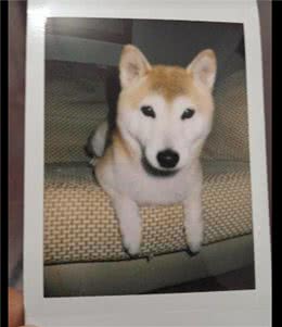 高龄柴犬瘫痪痴呆，家人提议安乐死，主人：你会给自己孩子安乐吗