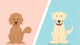 金毛猎犬与拉布拉多猎犬，有什么区别？