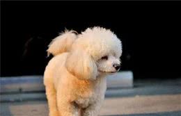 狗狗在家里，有这6个行为，说明它把自己当主人了