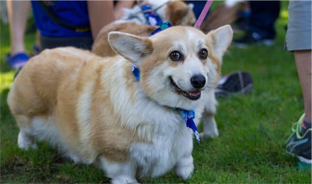看完“小短腿”柯基犬的几个优缺点，你还想养吗？