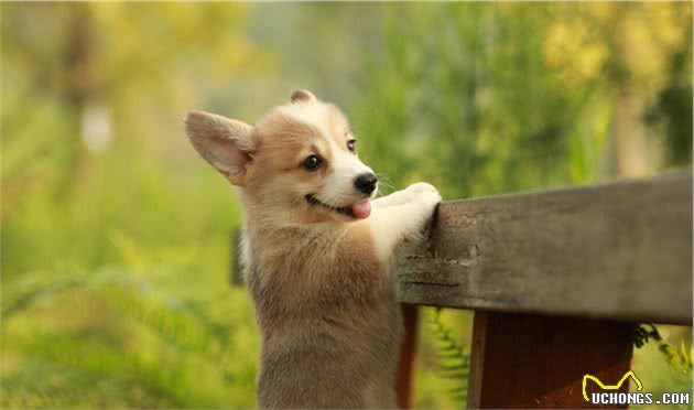 看完“小短腿”柯基犬的几个优缺点，你还想养吗？