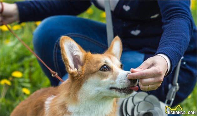 看完“小短腿”柯基犬的几个优缺点，你还想养吗？