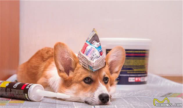 看完“小短腿”柯基犬的几个优缺点，你还想养吗？
