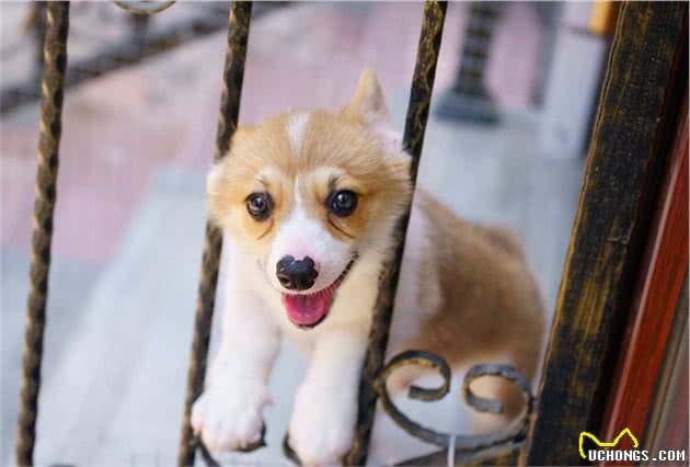 看完“小短腿”柯基犬的几个优缺点，你还想养吗？