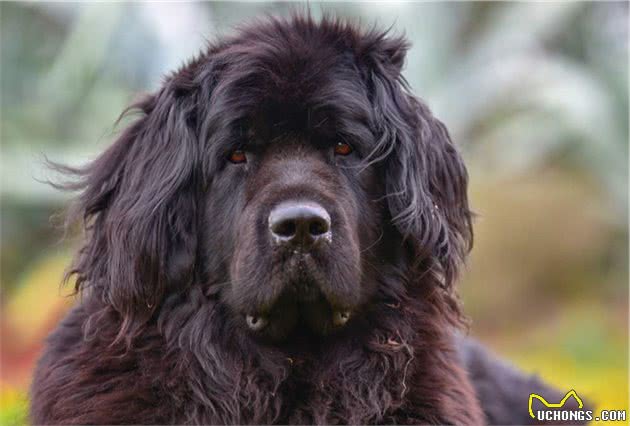 世界上最大的几个犬种，没有之一