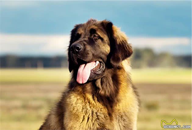 世界上最大的几个犬种，没有之一