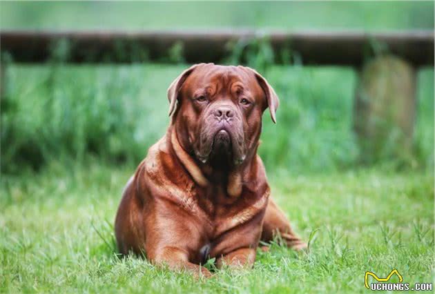 世界上最大的几个犬种，没有之一