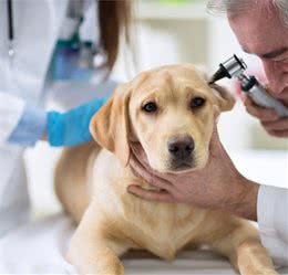 你多久没给狗狗清理耳朵了？教你一招，事半功倍，对宠物伤害还少