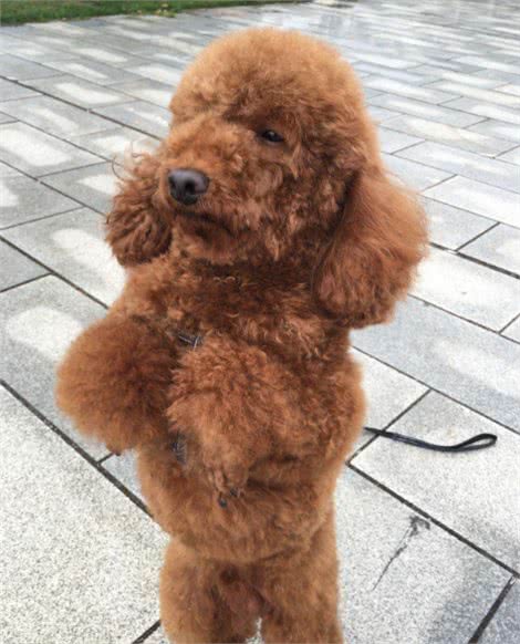 主人的这些行为“很伤”贵宾犬，别让它为你的错误买单
