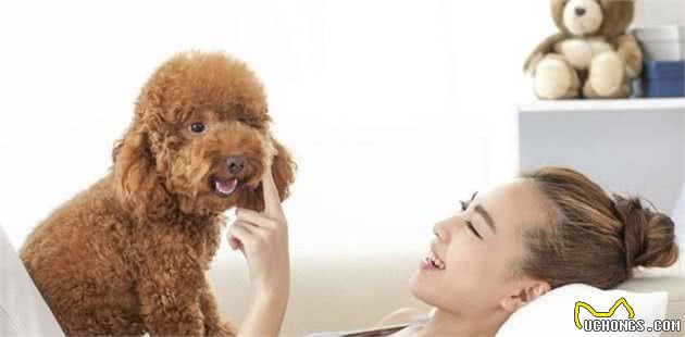 主人的这些行为“很伤”贵宾犬，别让它为你的错误买单