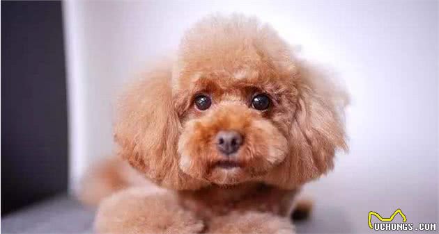 主人的这些行为“很伤”贵宾犬，别让它为你的错误买单