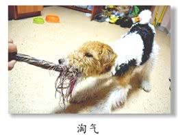 狗狗喜欢乱咬东西，该怎样给它挑选一款合适的玩具呢？