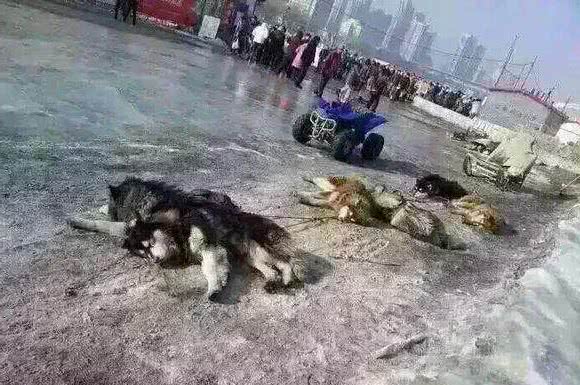 景点的狗狗拉雪橇，为什么被唾弃？因为雪橇犬不是这样工作的