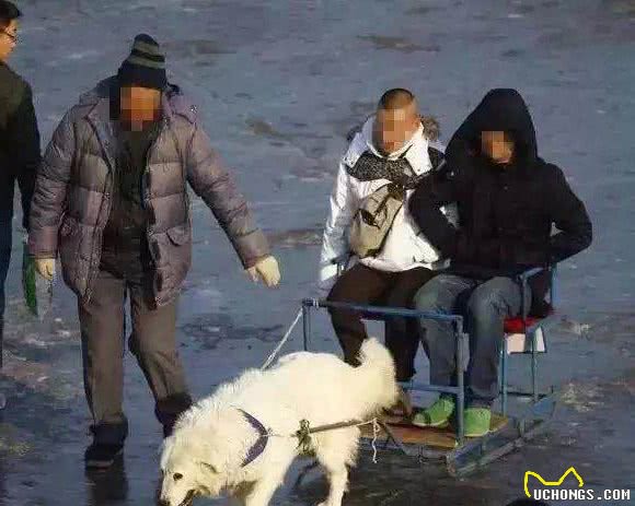 景点的狗狗拉雪橇，为什么被唾弃？因为雪橇犬不是这样工作的