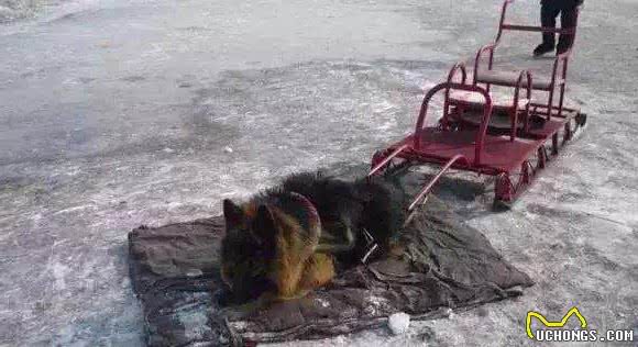 景点的狗狗拉雪橇，为什么被唾弃？因为雪橇犬不是这样工作的