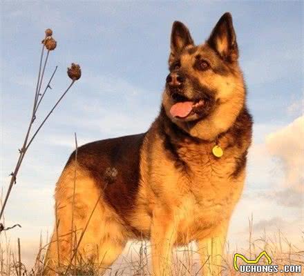 狼犬知多少