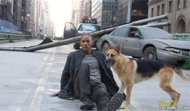狼犬知多少