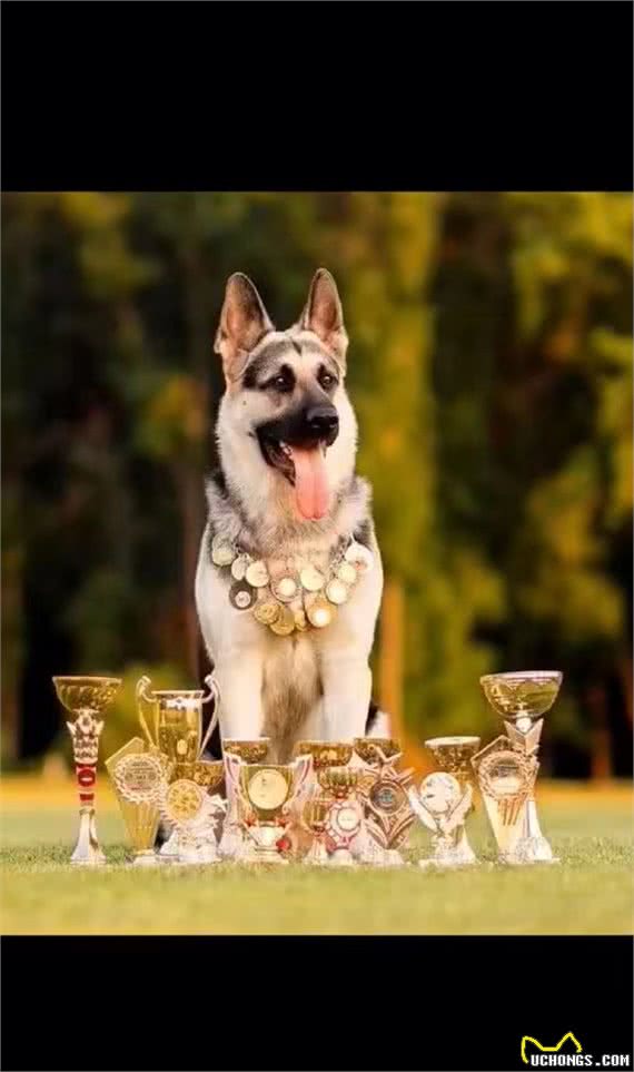 狼犬知多少