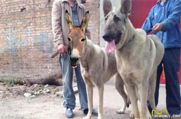 狼犬知多少
