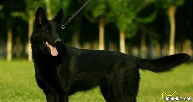 狼犬知多少