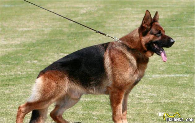 狼犬知多少