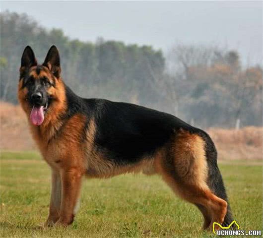 狼犬知多少