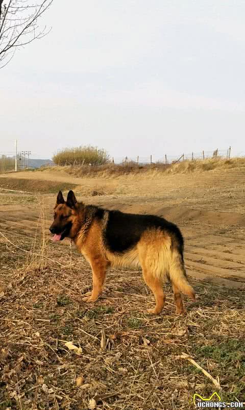 狼犬知多少