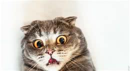 罕见的猫咪多囊肾病是遗传病吗？应该如何预防治疗？