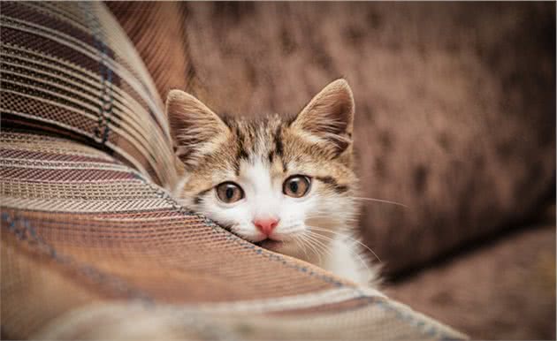 猫咪畏惧陌生人的原因你知道吗