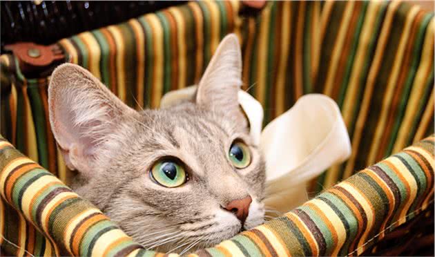 猫咪畏惧陌生人的原因你知道吗