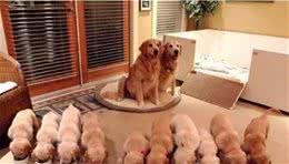 狗狗的那些趣事，只有养狗的懂