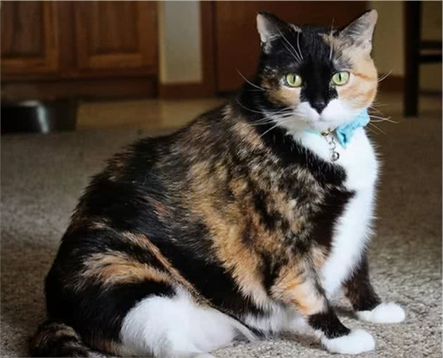从小美到大的3种猫，和越长越歪的3种猫，你养了哪种？