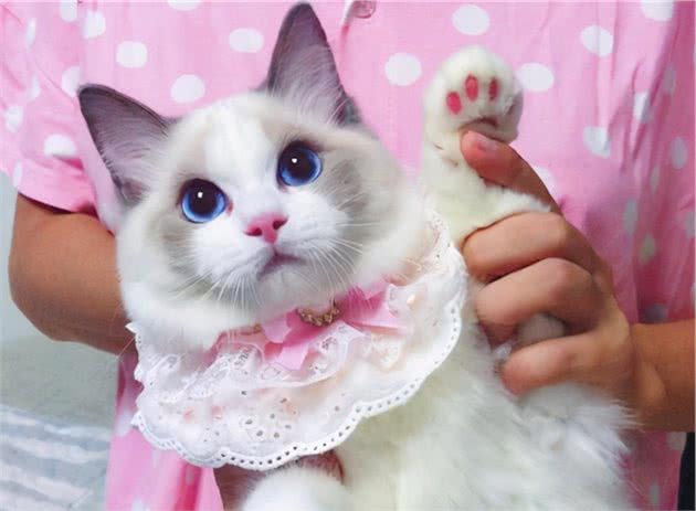 从小美到大的3种猫，和越长越歪的3种猫，你养了哪种？
