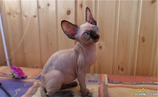 从小美到大的3种猫，和越长越歪的3种猫，你养了哪种？