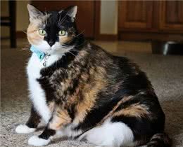 从小美到大的3种猫，和越长越歪的3种猫，你养了哪种？