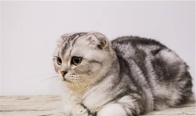 这6种猫咪，最容易成为“流浪猫”，请慎养