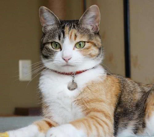 这6种猫咪，最容易成为“流浪猫”，请慎养