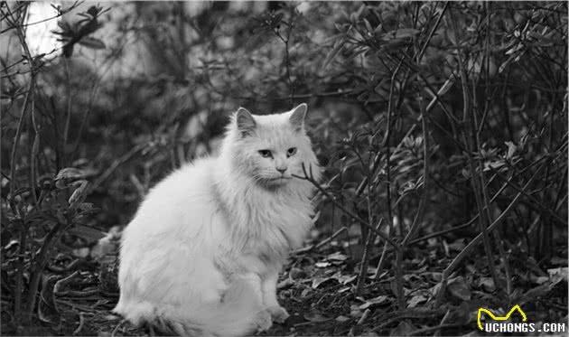 这6种猫咪，最容易成为“流浪猫”，请慎养